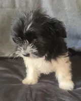 Belle, a female Chihuahua and Shih Tzu for sale in Moraine, OH – Photo 2 of 4