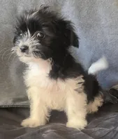 Belle, a female Chihuahua and Shih Tzu for sale in Moraine, OH – Photo 1 of 4