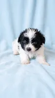 Archie, a male Chihuahua and Shih Tzu for sale in Moraine, OH – 4 of 4
