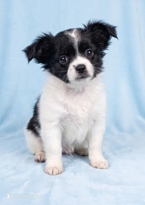 Parker – Chihuahua, Shih Tzu puppy for sale in Moraine, OH