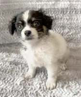 Charlie, a male Chihuahua and Shih Tzu for sale in Moraine, OH – Photo 5 of 5