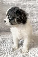 Charlie, a male Chihuahua and Shih Tzu for sale in Moraine, OH – Photo 4 of 5