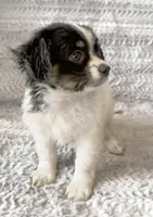 Charlie, a male Chihuahua and Shih Tzu for sale in Moraine, OH – Photo 3 of 5