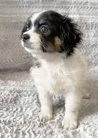 Charlie, a male Chihuahua and Shih Tzu for sale in Moraine, OH – Photo 2 of 5