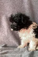 Oreo, a male Chihuahua and Shih Tzu for sale in Moraine, OH – Photo 4 of 4