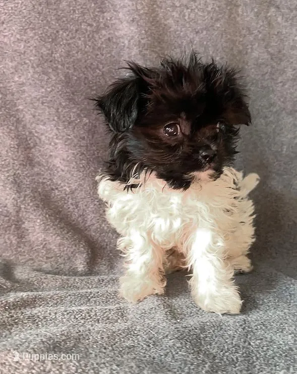 Oreo, a male Chihuahua and Shih Tzu for sale in Moraine, OH – Photo 1 of 4