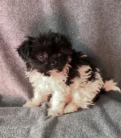 Oreo, a male Chihuahua and Shih Tzu for sale in Moraine, OH – Photo 3 of 4