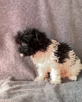 Oreo, a male Chihuahua and Shih Tzu for sale in Moraine, OH – Photo 2 of 4