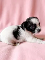 Maggie, a female Chihuahua and Shih Tzu for sale in Moraine, OH – 4 of 4