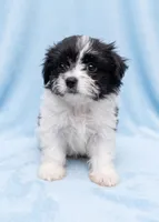 Bruno, a male Chihuahua and Shih Tzu for sale in Moraine, OH – 2 of 4