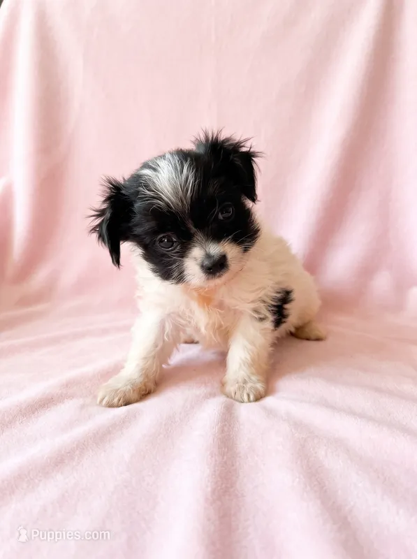 Winnie – Chihuahua, Shih Tzu puppy for sale in Moraine, OH