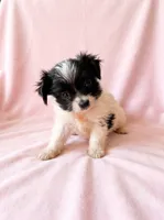 Winnie, a female Chihuahua and Shih Tzu for sale in Moraine, OH – 1 of 5