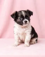 Claire, a female Chihuahua and Shih Tzu for sale in Moraine, OH – 2 of 3