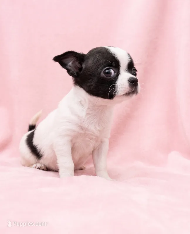 Penelope  – Chihuahua, Shih Tzu puppy for sale in Moraine, OH