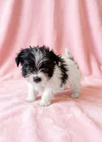 Gracie, a female Chihuahua and Shih Tzu for sale in Moraine, OH – 2 of 4