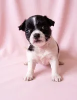 Piper, a female Chihuahua and Shih Tzu for sale in Moraine, OH – 3 of 4