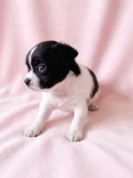 Piper, a female Chihuahua and Shih Tzu for sale in Moraine, OH – 2 of 4