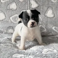 Sadie, a female Chihuahua and Shih Tzu for sale in Moraine, OH – Photo 1 of 3