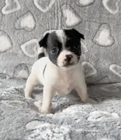 Sadie, a female Chihuahua and Shih Tzu for sale in Moraine, OH – Photo 1 of 3