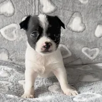 Sadie, a female Chihuahua and Shih Tzu for sale in Moraine, OH – Photo 2 of 3