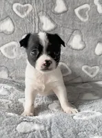 Sadie, a female Chihuahua and Shih Tzu for sale in Moraine, OH – Photo 2 of 3