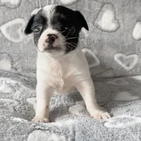 Sadie, a female Chihuahua and Shih Tzu for sale in Moraine, OH – Photo 3 of 3