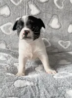 Sadie, a female Chihuahua and Shih Tzu for sale in Moraine, OH – Photo 3 of 3