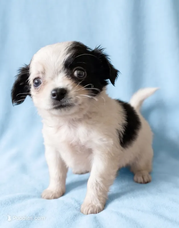 Andy – Chihuahua, Shih Tzu puppy on hold in Moraine, OH