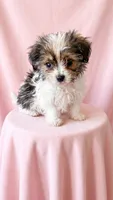 Scarlett, a female Chihuahua and Shih Tzu for sale in Moraine, OH – 3 of 3