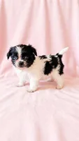 Princess, a female Chihuahua and Shih Tzu for sale in Moraine, OH – 1 of 3