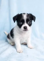 Leo, a male Chihuahua and Shih Tzu for sale in Moraine, OH – 2 of 3