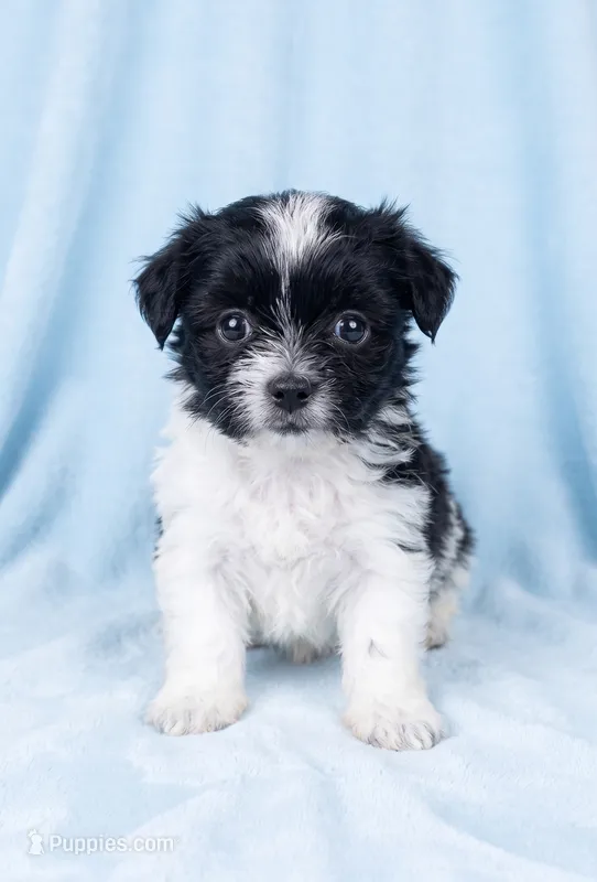Ozzie – Chihuahua, Shih Tzu puppy for sale in Moraine, OH