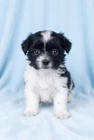 Ozzie, a male Chihuahua and Shih Tzu for sale in Moraine, OH – 1 of 4