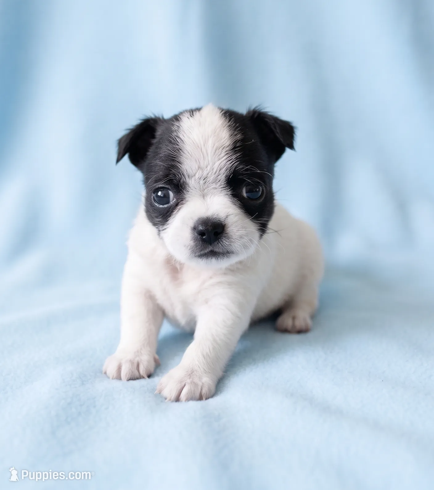 Buster – Chihuahua and Shih Tzu Puppy for Sale in Moraine, OH