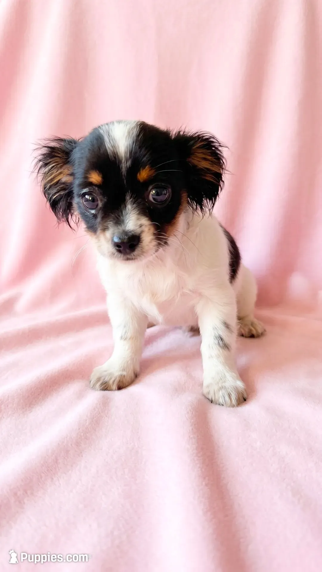 Piper, a female Chihuahua and Shih Tzu for sale in Moraine, OH – 1 of 3