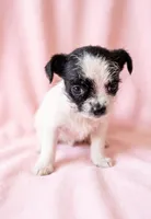 Maggie, a female Chihuahua and Shih Tzu for sale in Moraine, OH – 2 of 4