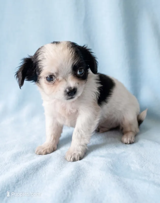 Andy – Chihuahua, Shih Tzu puppy for sale in Moraine, OH
