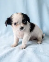 Andy, a male Chihuahua and Shih Tzu for sale in Moraine, OH – 1 of 3