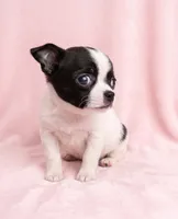 Penelope , a female Chihuahua and Shih Tzu for sale in Moraine, OH – 2 of 4