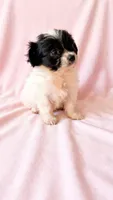 Winnie, a female Chihuahua and Shih Tzu for sale in Moraine, OH – 3 of 5
