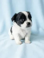 Edward, a male Chihuahua and Shih Tzu for sale in Moraine, OH – Photo 1 of 3
