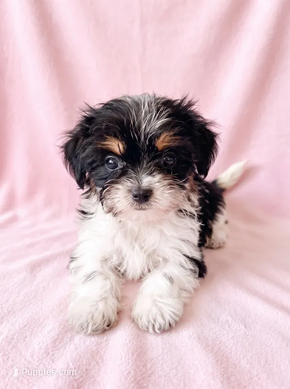 Sugar – Chihuahua, Shih Tzu puppy for sale in Moraine, OH