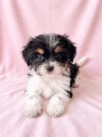 Sugar, a female Chihuahua and Shih Tzu for sale in Moraine, OH – 1 of 4