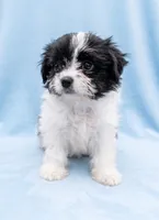Bruno, a male Chihuahua and Shih Tzu for sale in Moraine, OH – 4 of 4