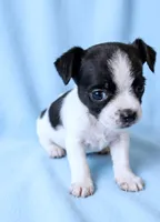 Kirby, a male Chihuahua and Shih Tzu for sale in Moraine, OH – 3 of 3