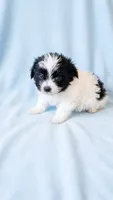 Archie, a male Chihuahua and Shih Tzu for sale in Moraine, OH – 2 of 4