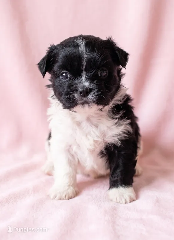 Michelle – Chihuahua, Shih Tzu puppy for sale in Moraine, OH