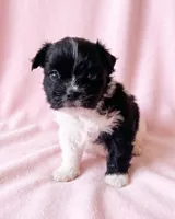 Michelle, a female Chihuahua and Shih Tzu for sale in Moraine, OH – 2 of 4