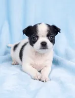 Buster, a male Chihuahua and Shih Tzu for sale in Moraine, OH – 3 of 3
