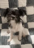 Pam, a female Chihuahua and Shih Tzu for sale in Moraine, OH – Photo 1 of 5